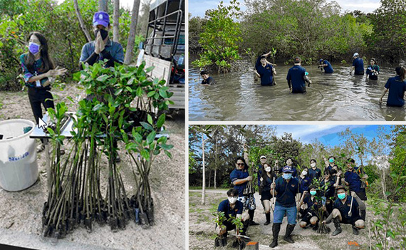 Кампания по посадке мангровых деревьев в Таиланде