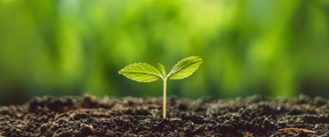 Завод на грунте