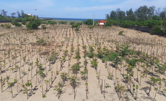 3 000 деревьев посажены в Махабалипурам, Тамил Наду
